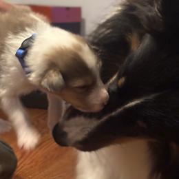 D.K. (Donkey Kong) - Sable merle and white male Shetland Sheepdog puppy in Union, New Jersey from McDermon Shelties