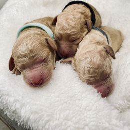 Bernedoodle and Labradoodle Puppies from Royal Doodles