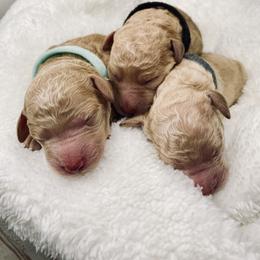 Bernedoodle and Labradoodle Puppies from Royal Doodles