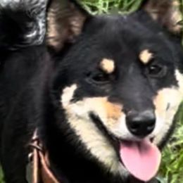 Balto Mameshiba - Shiba Inu