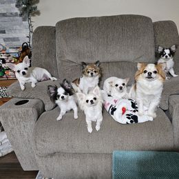 Chihuahua Puppies from Pretty Little Chis