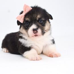 Kitana ( red headed tri female) - Black and tan female Pembroke Welsh Corgi puppy in San Antonio, Texas from Moxxi's Legacy Corgis