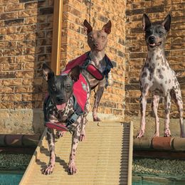 American Hairless Terrier All Grown Up from Distinct American Hairless Terriers