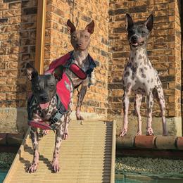 American Hairless Terrier All Grown Up from Distinct American Hairless Terriers