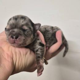 AKC Aegon - Merle male Chihuahua puppy in Silver Summit, Utah from Snow Peak Kennel