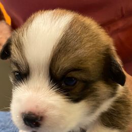 Pembroke Welsh Corgi Puppies from Silver Mae Kennel