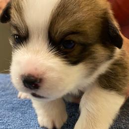 Pembroke Welsh Corgi Puppies from Silver Mae Kennel