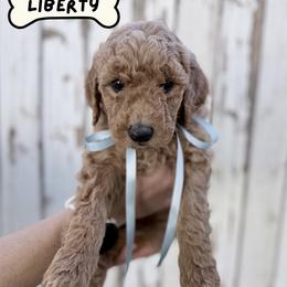 Girl 1 - female Goldendoodle puppy in Snowflake, Arizona from Arizona Darling Doodles