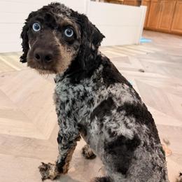 King - Bernedoodle