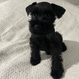 Rumí - Black female Miniature Schnauzer puppy in San Diego, California from KMS-Miniature Schnauzers