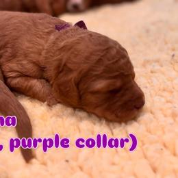 Purple - Red  female Goldendoodle puppy in Guntersville, Alabama from Carefree Goldendoodles