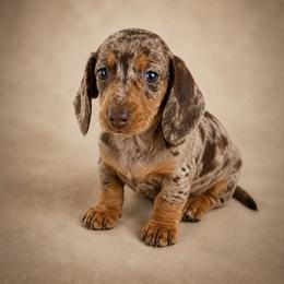 Willow - Dapple female Dachshund puppy in Boston, Massachusetts from London’s puppies