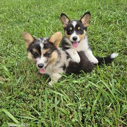 American Corgi puppies from Voneida Collies & Corgis