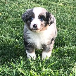 Miniature American Shepherd and Miniature Australian Shepherd Puppies from Idaho Mountain Mini Aussies