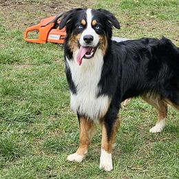 Cumberland - Australian Shepherd
