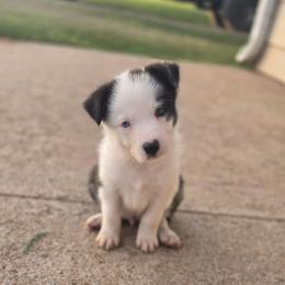Boss - Black and white male Border Collie puppy in Ripley, Oklahoma from Adventure5 Border Collies