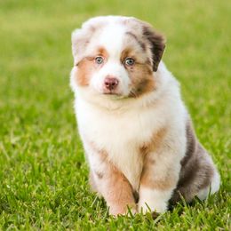 Dozer - Red merle Miniature American Shepherd puppy in Palacios, Texas from Coastal’s Miniature American Shepherds