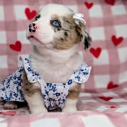 Lucy - Sable merle and white female American Corgi puppy in Clarksville, Tennessee from Cold Creek Family Farm LLC