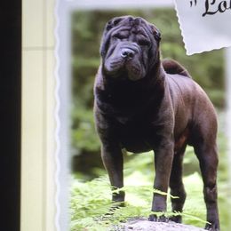 Chinese Shar-Pei Puppies from Willo Shar-Pei