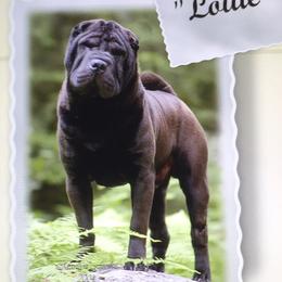 Chinese Shar-Pei Puppies from Willo Shar-Pei