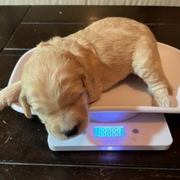 Goldendoodle Puppies from Casita Goldendoodles