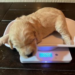 Goldendoodle Puppies from Casita Goldendoodles