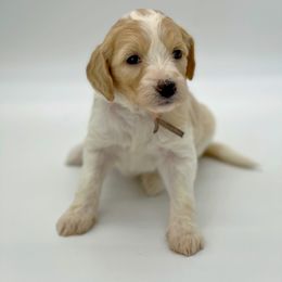 Hannah - Goldendoodle puppy in Lancaster, Minnesota from North Star Dog Training