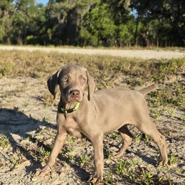 Weimaraner Puppies from Waggin' Weims