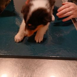 Fancy Lightening - Black white and tan female Collie puppy in St Stephens, Wyoming from Desert Kennels