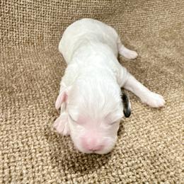 Boy 2 - White male Cavapoo puppy in Bloomfield, Iowa from Schooley Doodles