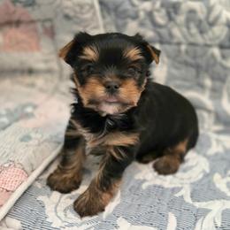 Brook - Blue and gold male Yorkshire Terrier puppy in Battle Ground, Washington from Joyful Yorkies