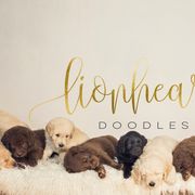Double Doodles from Lionheart Doodles