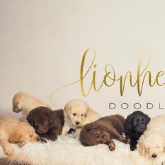 Double Doodles from Lionheart Doodles