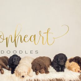 Double Doodles from Lionheart Doodles