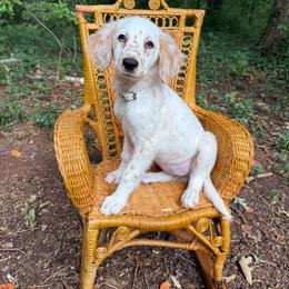 Potato - White and lemon female Dalmatian puppy in Gray, Georgia from Fuller Spots