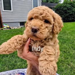 Indy - Apricot female Goldendoodle puppy in Red Oak, Iowa from Fisher Pups-Stay Golden with a Doodle