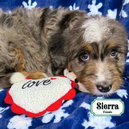 Sierra - Merle female Bernedoodle puppy in Milan, Indiana from Doodles & Spice