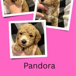 Pandora - Apricot female Goldendoodle puppy in Bluefield, Virginia from Love on a Leash