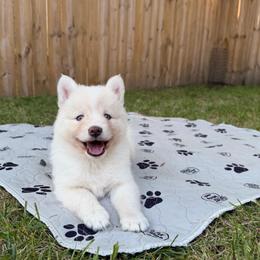 Etta Place - White female Pomsky puppy in Blue Earth, Minnesota from Blue Sky Pomsky