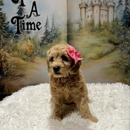 Aurelia - Apricot female Goldendoodle puppy in Stroudsburg, Pennsylvania from Momma’s Mini Goldendoodles