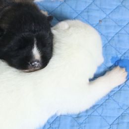 Mr Tibbs - White male Akita puppy in Rahway, New Jersey from Apexx Akitas