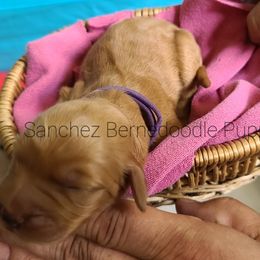 "solid red girl" Bernedoodle Puppies from Sanchez Bernedoodle Puppies