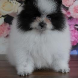 Oreo - Black parti male Pomeranian puppy in Fultonville, New York from Sandy Aussies & Pomeranians