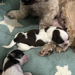 Brindle Female - Brindle female Shih Tzu puppy in Boaz, Alabama from Furever Family