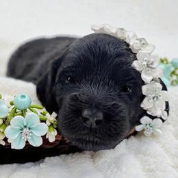 Teal - Black female Goldendoodle puppy in Byron, Georgia from Southern Olive Doodles 🫒