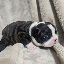 Birdy - Black brindle and white female Boston Terrier puppy in Marion, North Carolina from Christy's Boston Butts