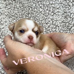 Veronica - Merle female Chihuahua puppy in Augusta, Georgia from Sophia Jade's Chi Brigade