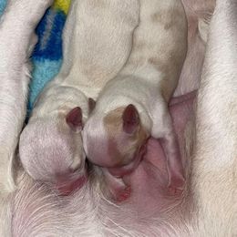 "Everest 2nd litter" Chihuahua Puppies from Blue Diamond Chihuahua’s