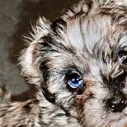 Aussiedoodles, Maltese, Maltipoos, Morkies, Yorkipoos, and Yorkshire Terriers from X-F Kennels