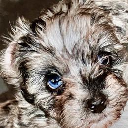 Aussiedoodles, Maltese, Maltipoos, Morkies, Yorkipoos, and Yorkshire Terriers from X-F Kennels